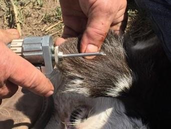 Implanting The Suckling Calf